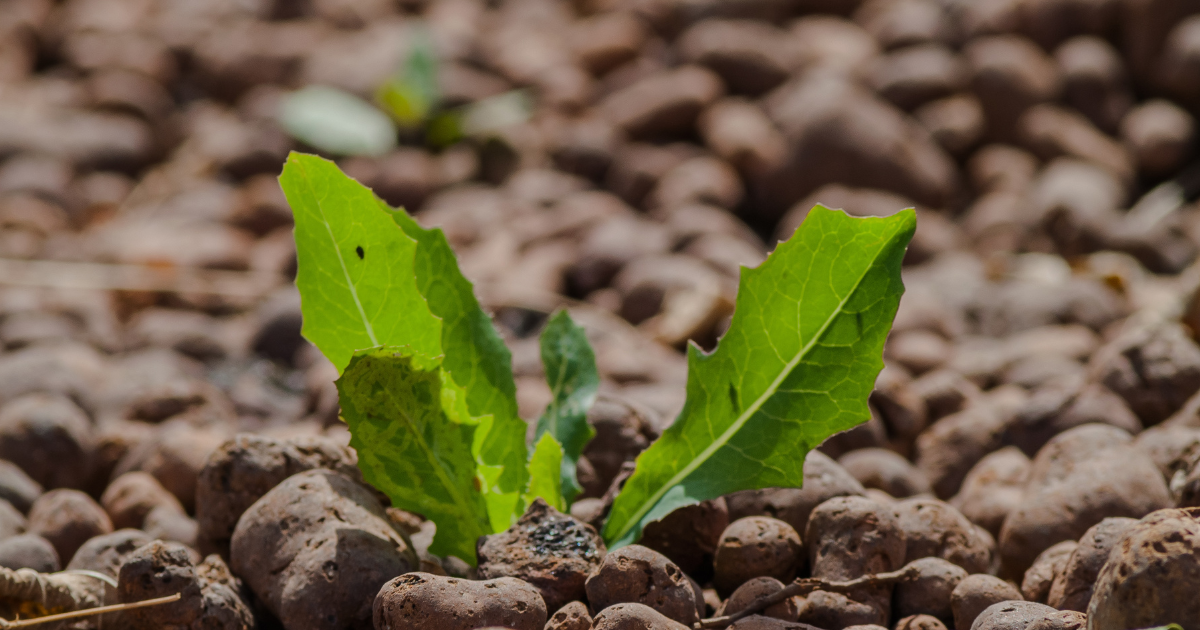 Keramzyt ogrodniczy: czym jest i&nbsp;jak go&nbsp;stosować?
